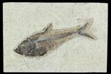Fossil Fish (Diplomystus) - Green River Formation #129577-1